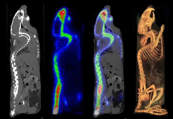MILabs - VECTor/CT (Simultan PET-SPECT) in der nuklearmedizinischen ...